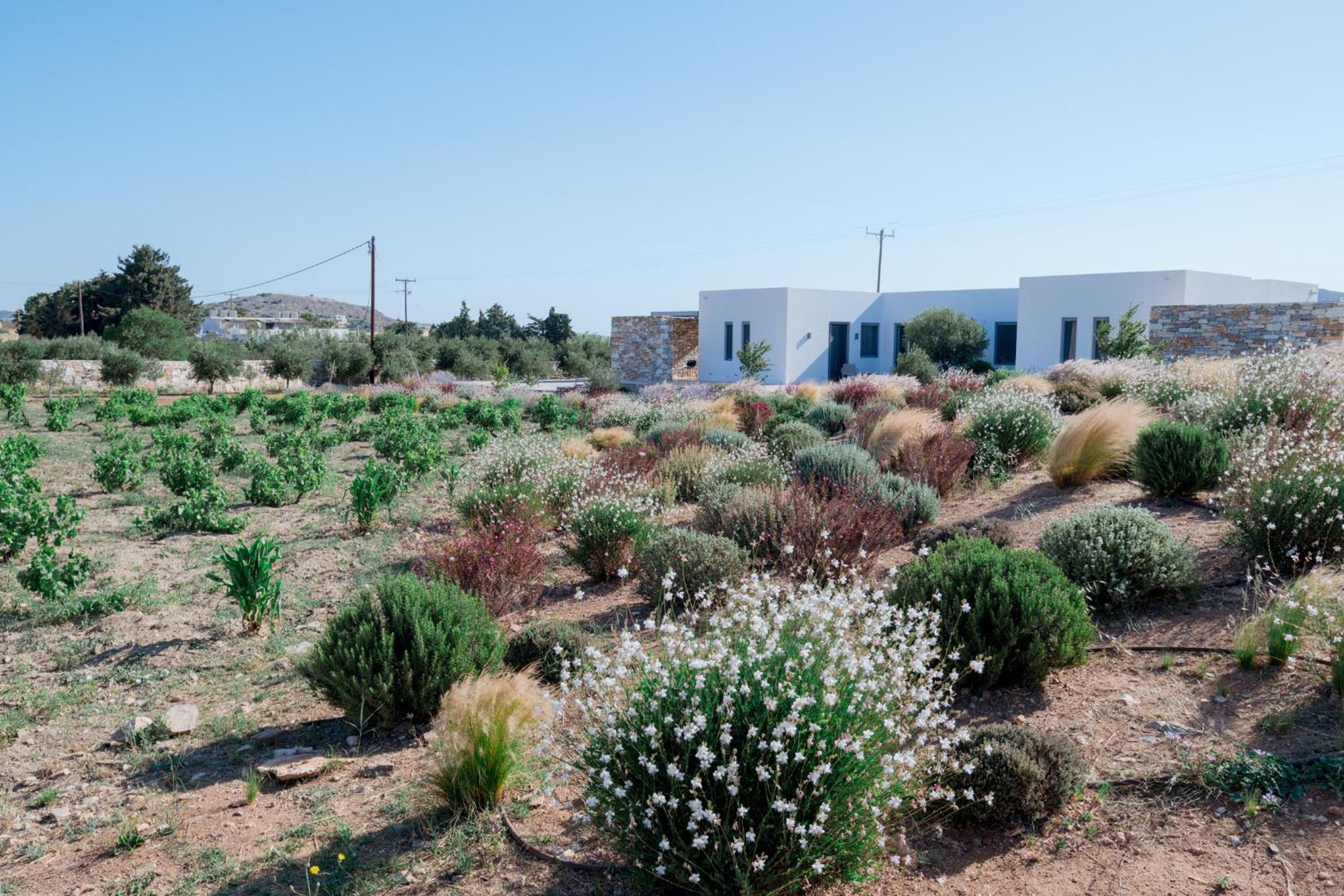 Bracket House Paros Villa Dhragoulas Eksteriør billede